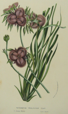 Australian botanicals, Van Houtte